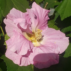 Tickled Pink Confederate Rose Hibiscus - Heirloom Plants - Almost Eden